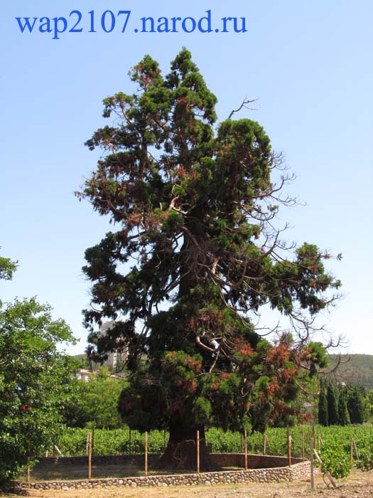 Читать о Мамонтовом дереве в "Википедии"